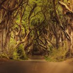 arboleda escenarios de juego de tronos