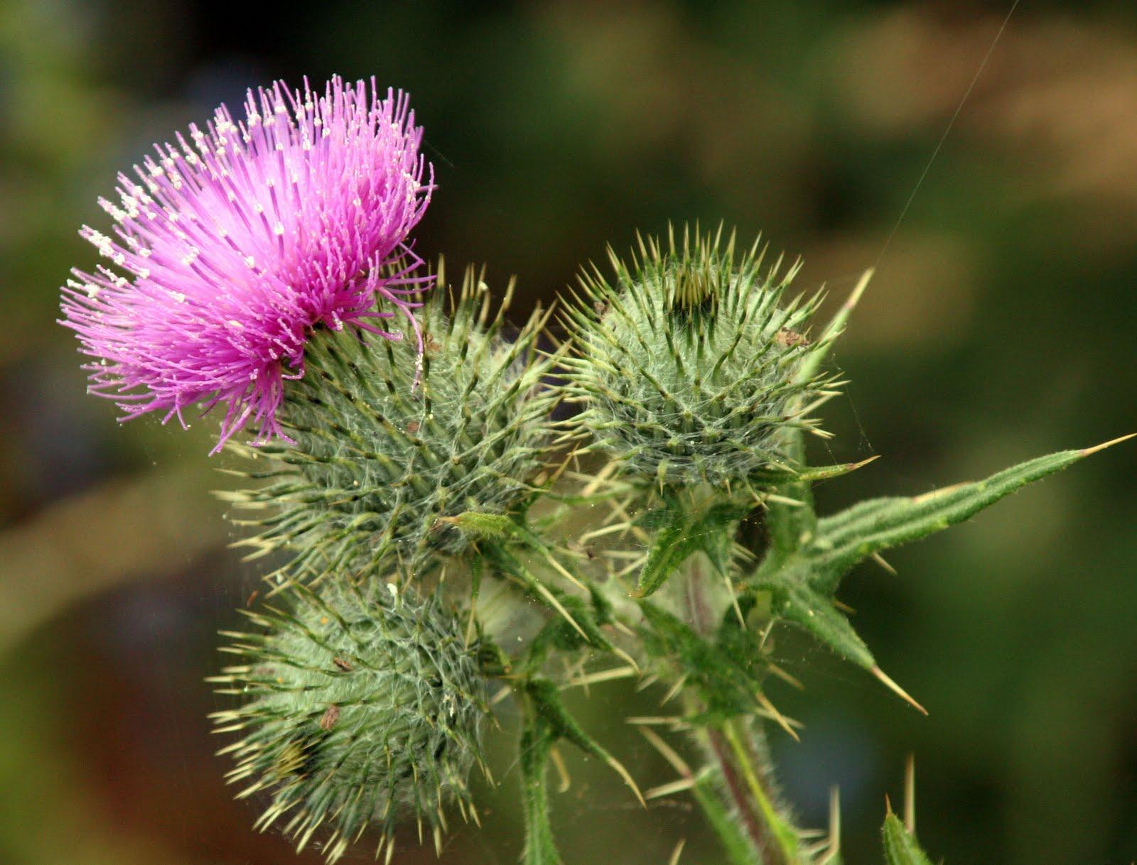 cardo-simbolo-escocia
