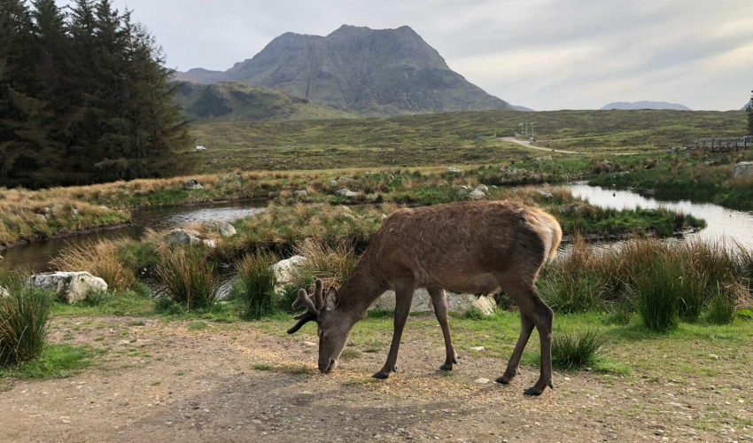 Glencoe
