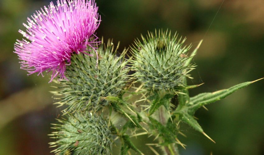 cardo-simbolo-escocia